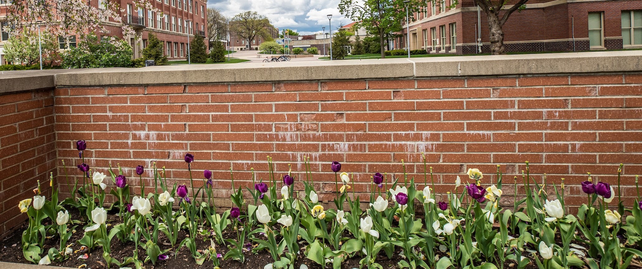 purple and white tulips in front of brick wall